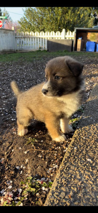 Australian shepherd puppies for sale . Ready for rehoming!