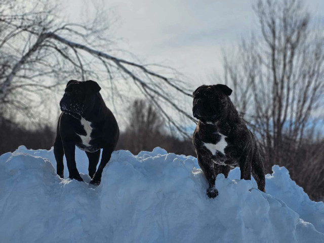 Superbes Old English Bulldogs disponibles ce printemps dans Chiens et chiots à adopter  à Ville de Montréal - Image 4
