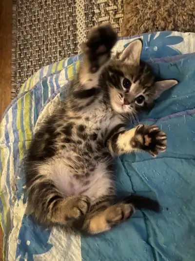 Sweet Male Kitten Looking for Loving Home, View more