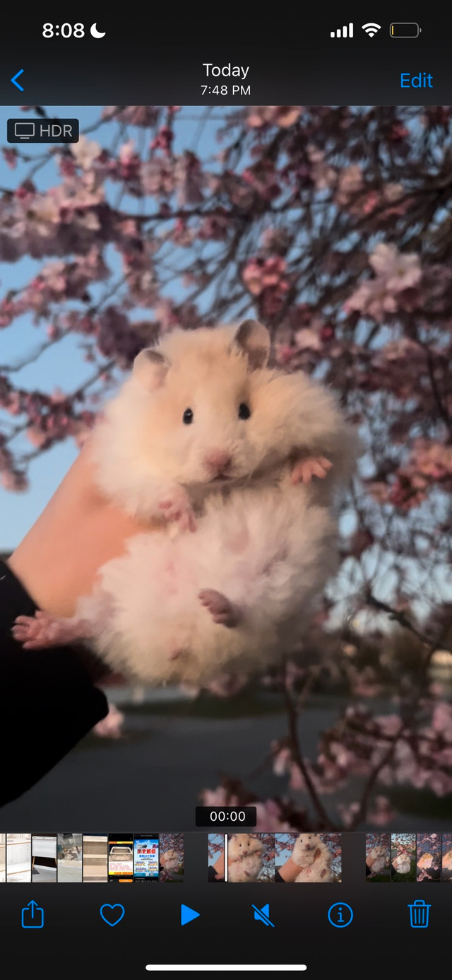 Cherry blossom hamsters in Small Animals for Rehoming in Burnaby/New Westminster - Image 3