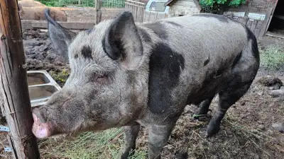Boar looking for new home, View more