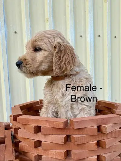 Golden Doodles, View more