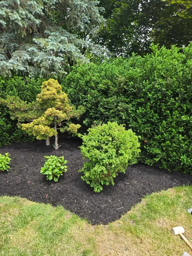 aeration dethatching/power raking instant pricing garden cleanup in Lawn, Tree Maintenance & Eavestrough in Mississauga / Peel Region - Image 9