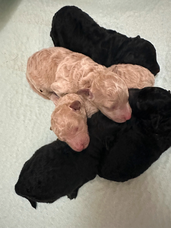 CKC registered Miniature poodles - only 1 left in Dogs & Puppies for Rehoming in Strathcona County