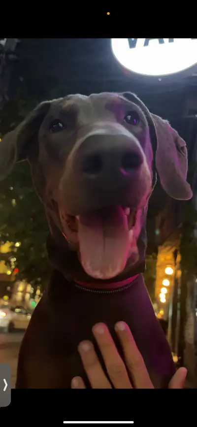 Female doberman for sale, View more