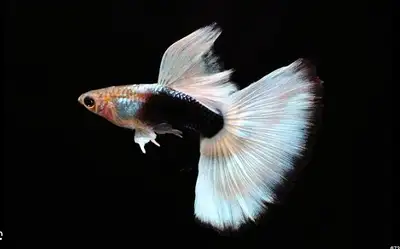 High quality HB white tuxedo ribbon guppies, View more