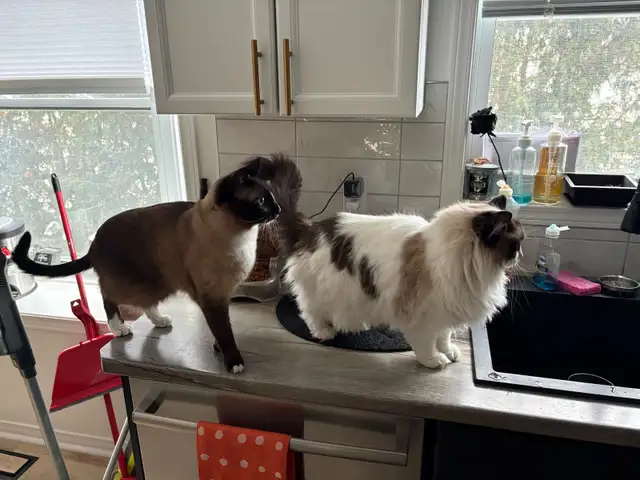 Ragdoll and Siamese Cat