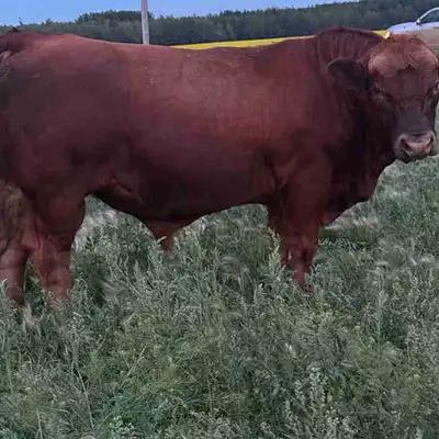 Registered 1.5 year old purebred Gelbvieh, View more