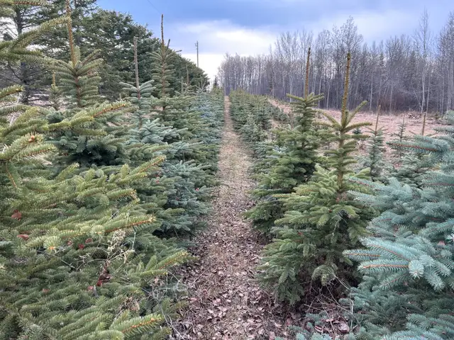 land for sale 62863324836867121