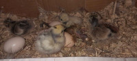 Silkie chicks for sale 