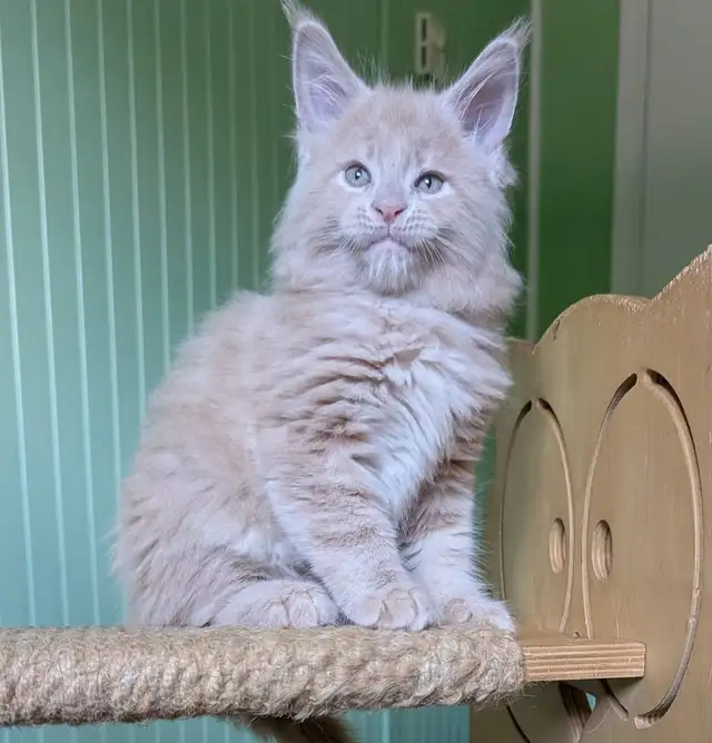 Cream big maine coon kitten in Cats & Kittens for Rehoming in Moncton - Image 3