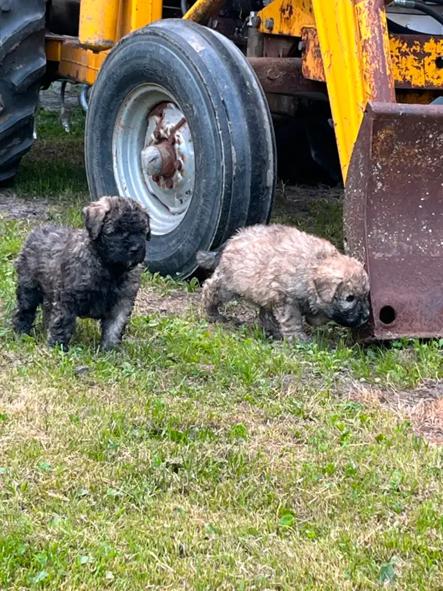 Chiots Bouvier des Flandres in Dogs & Puppies for Rehoming in Drummondville - Image 3