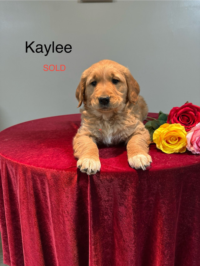 Purebred Golden Retrievers in Dogs & Puppies for Rehoming in Kitchener / Waterloo - Image 2