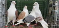 Saddle homing pigeons 