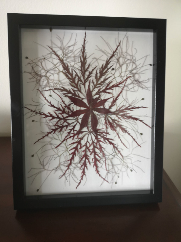 Artwork Japanese red maple dry leaves in Home Décor & Accents in Markham / York Region - Image 2