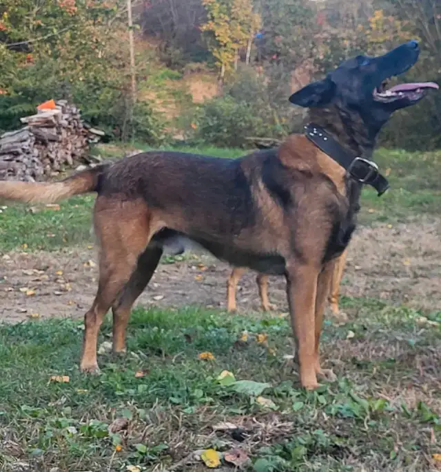 Beautiful Belgium Malinois  Dark Puppies  Magnifiques Malinois in Dogs & Puppies for Rehoming in Laval / North Shore - Image 10