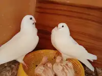One pairs   pigeons with baby for sell