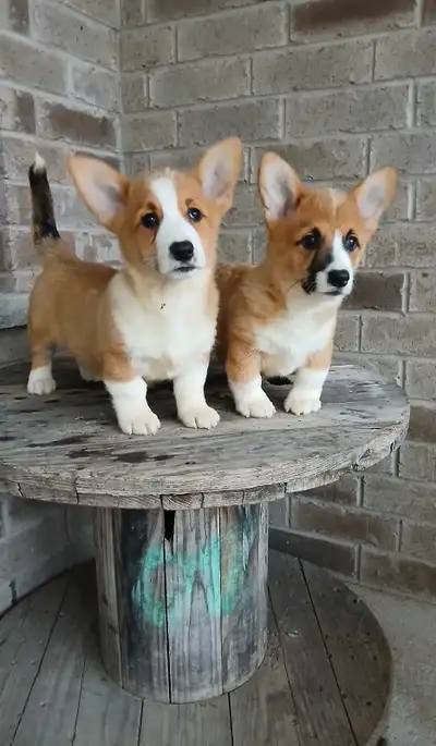 Pembroke Welsh Corgi , View more