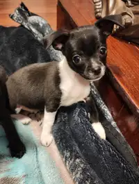 Chihuahua male