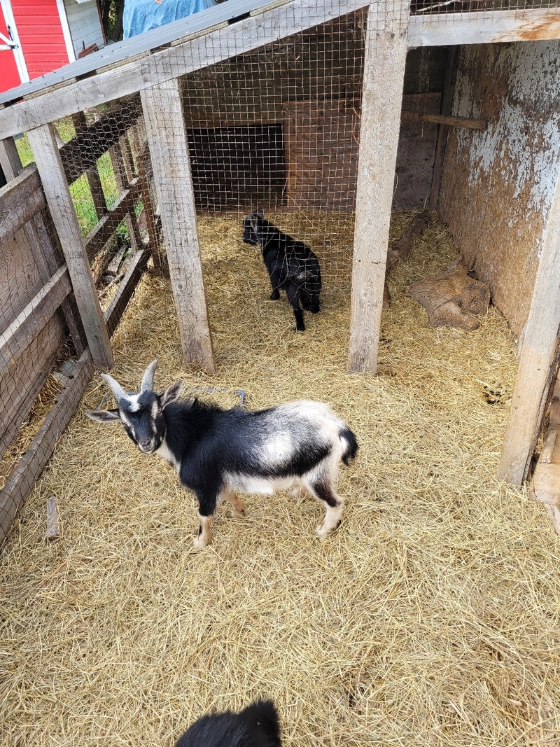 Pygmy goat young Livestock Winnipeg Kijiji