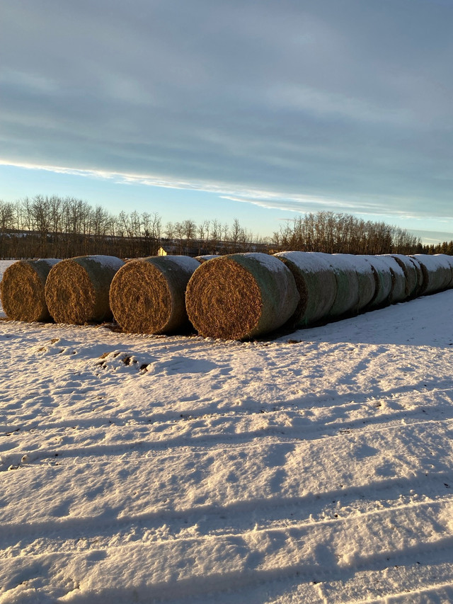  Pea straw in Other Business & Industrial in Red Deer - Image 2