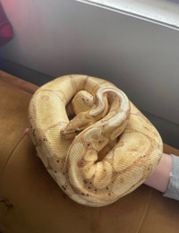 Python Royal banana 