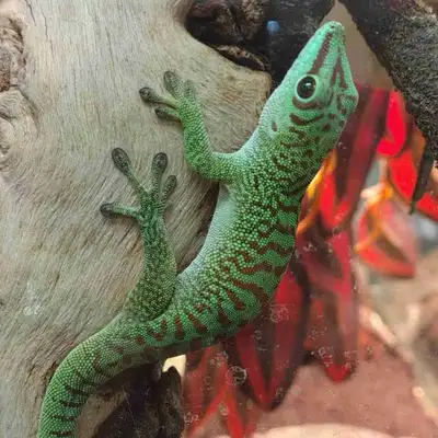 Madagascar giant day gecko, View more
