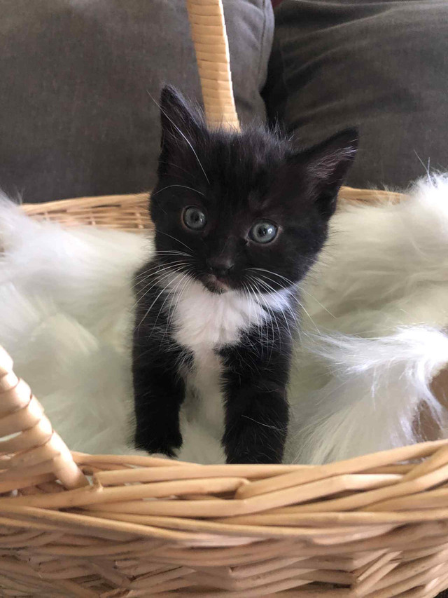 rescue babies ready ❤️ in Cats & Kittens for Rehoming in Moncton - Image 2