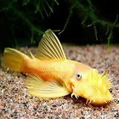Looking for either male or female adult albino bristlenose pleco for my new aquarium.