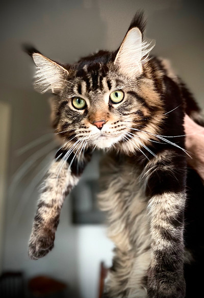 Registered TICA Imported Maine Coon male kitten