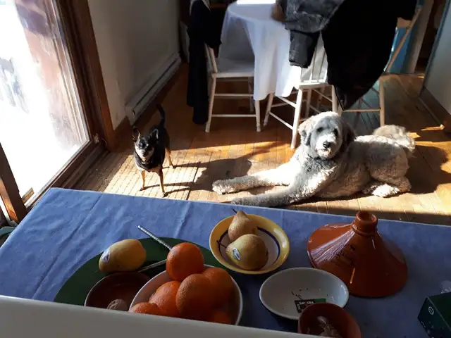 pension pour chien maison privé in Animal & Pet Services in Longueuil / South Shore - Image 6