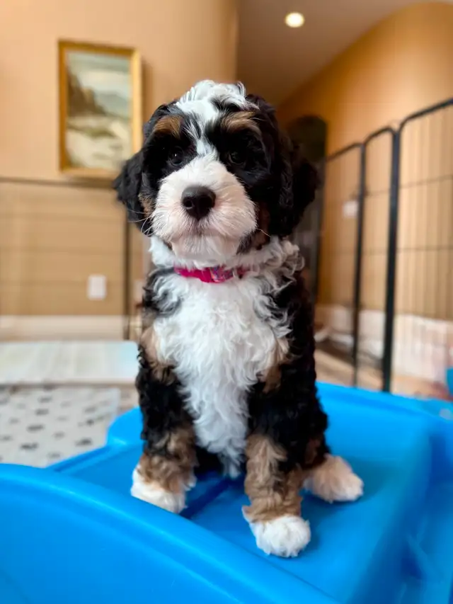 Guardian Home Wanted: Love a Bernedoodle, We Cover the Rest! in Dogs & Puppies for Rehoming in Markham / York Region - Image 5