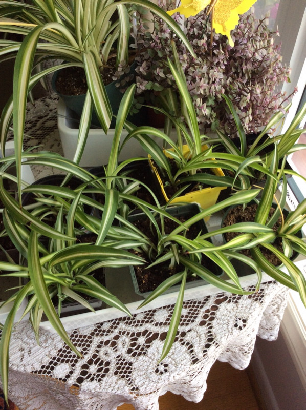 SPIDER PLANTS - Easy Houseplant 2/$10 Plus Other Houseplants in Plants, Fertilizer & Soil in City of Toronto - Image 2