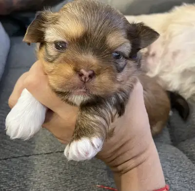 Imperial Shih Tzu Puppy for adoption, View more