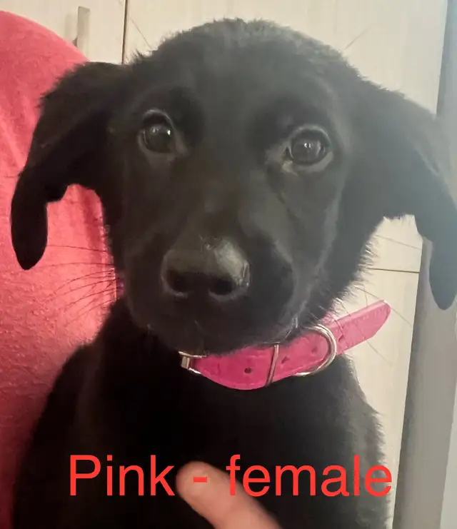 Low shedding Shepadoodle puppies! in Dogs & Puppies for Rehoming in Kingston - Image 4