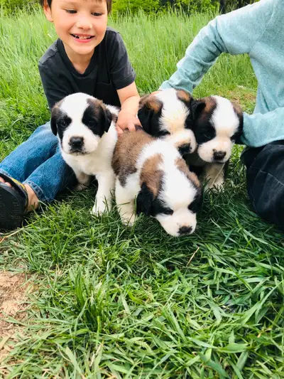 Saint Bernard Puppies, View more