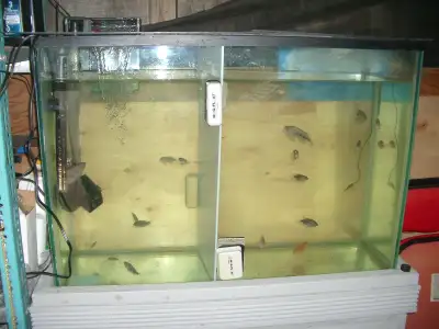 MOVING SALE 45 GALLON TANK AND STAND $100, View more