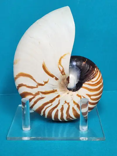 Vintage Natural Chambered Tiger Nautilus Seashell & Stand, View more