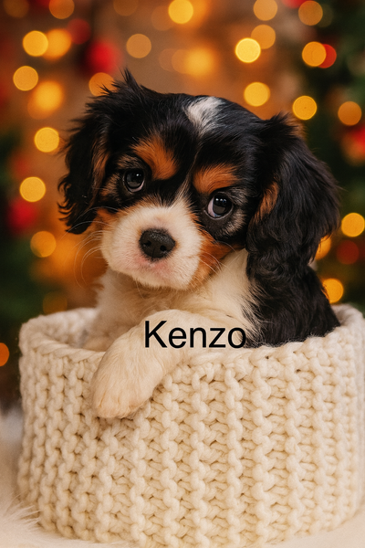 Cavalier King Charles enregistré māle, View more