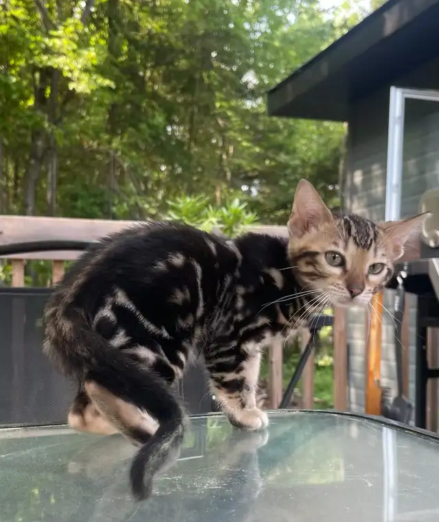 chatons bengals in Cats & Kittens for Rehoming in Laurentides - Image 5