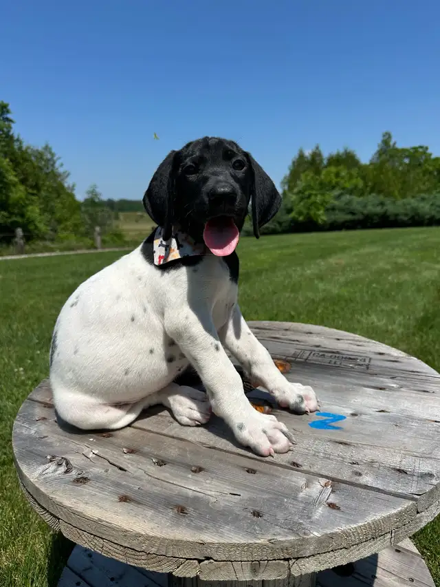 German shorthaired pointer puppies in Dogs & Puppies for Rehoming in Windsor Region - Image 2