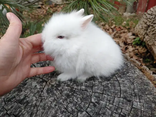 EXTRAORDINARY NETHERLAND DWARF, LIONHEAD, MINI REX, HOLLAND LOP in Small Animals for Rehoming in Cambridge - Image 9