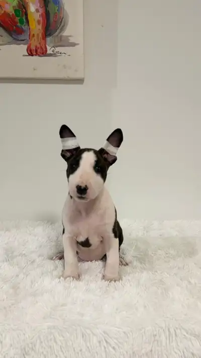 Bull Terrier mini - last female, View more