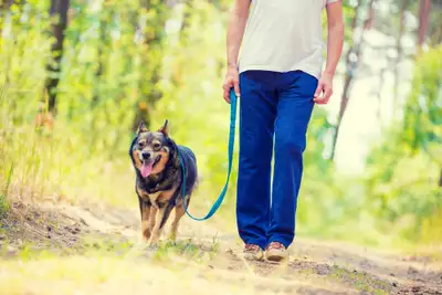 not my dog walking (Oakville), View more