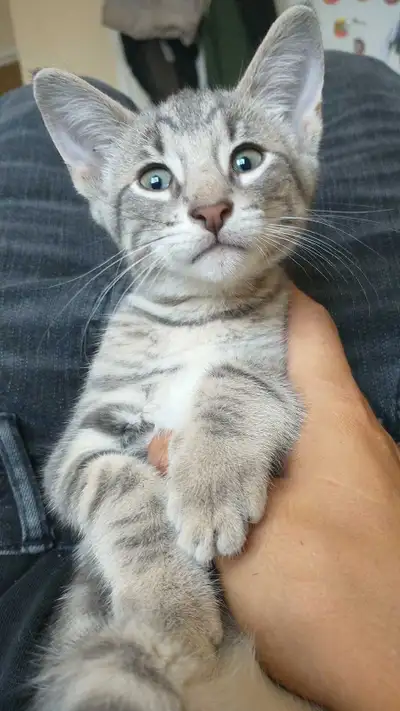 9 Weeks Old – Blue Russian Tabby Mix, View more