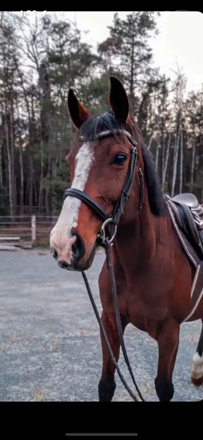 Horse for Sale, View more