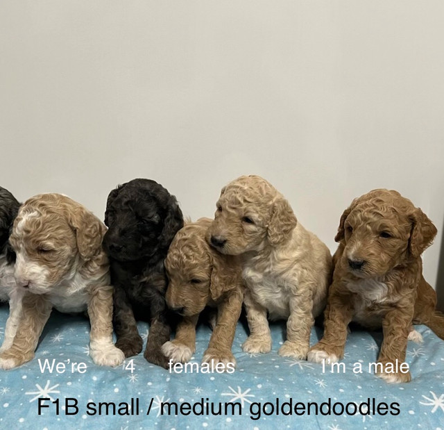 Goldendoodles mini and small/medium and Cockapoos in Dogs & Puppies for Rehoming in Kitchener / Waterloo - Image 2