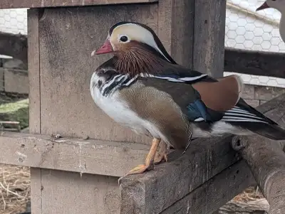 Mandarin Ducks, View more