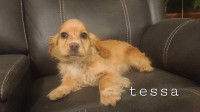 American Cocker Spaniel puppies for sale 