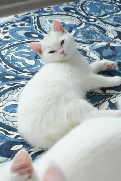 British Shorthair Kittens - Registered , View more